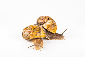 Two big brown snails at reproduction time