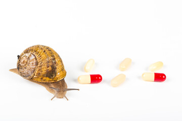 Big brown snail alive with pills on white background