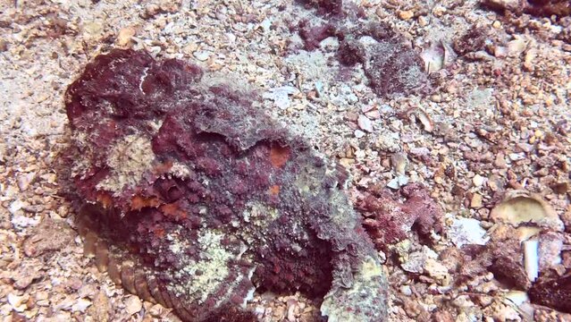 stonefish on the rock