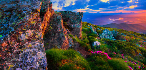 blossoming red flowers in the mountains, amazing panoramic nature scenery