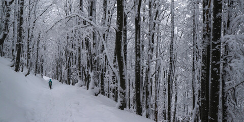 hiker girl walks through a magical snowy forest; active recreation in the frosty snowy mountains