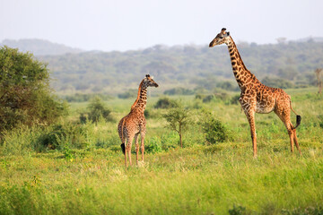 Naklejka na ściany i meble Masai Giraffe, Massai-Giraffe in Amboseli National Park, Kenya