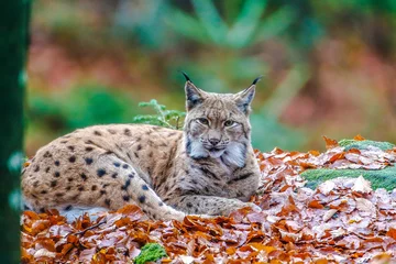 Fotobehang A bobcat in the National Park Bavarian Forest © Marc Stephan