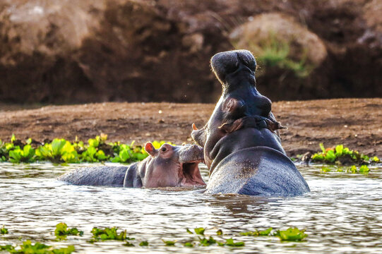 Hippo in Tsavo-West National Park, Kenya