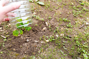 Small tomatoes plant in garden, with plastic bottle on it to protect from the frozen time