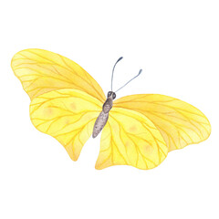 realistic Yellow butterfly with detailed wings isolated. Watercolor hand drawn realistic insect llustration for design