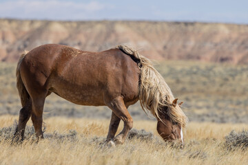 Beautiful Wild Horse in Autumn in the Wyoming Desert