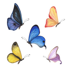 Set realistic butterfly with detailed wings isolated. Watercolor hand drawn realistic insect llustration for design