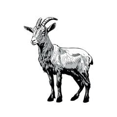 Goat.Vector hand drawn sketch style illustration.