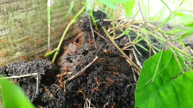 Forest ants walk on anthill surface. Emmet moving in rookery. Background of insect colony. Top of ant hill close-up.