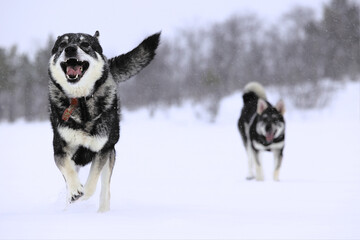 Dogs running and playing in snow. Swedish elkhound.