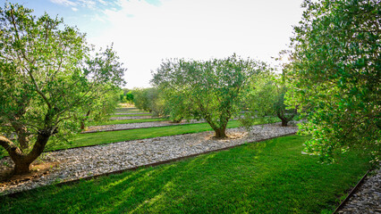 olive trees