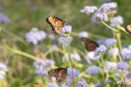 Queen Butterflies in Blue Mistflower, Fall in Fredericksburg, Texas