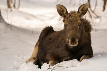 Fototapeta premium portrait of elk calf lying in a snowdrift and having rest in winter forest in Elk Island National Park