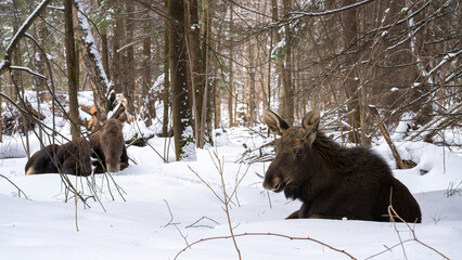 Portrait of elk calf in the foreground and its mother in the background lying in a snowdrift among the trees and having rest in winter forest in Elk Island National Park