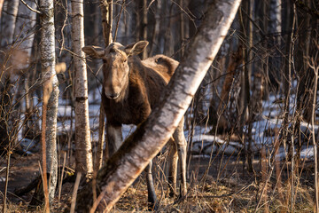 beautiful female elk is standing among the trees illuminated by the sun in the forest with blurred trees background and forefront in spring time