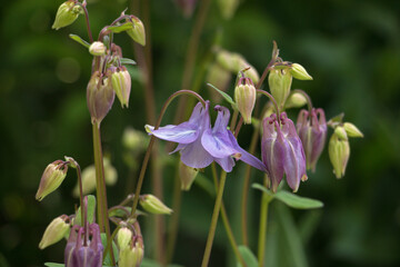 One pale purple Common Columbine flower and bud, Aquilegia vulgaris, Granny’s Bonnets wblooming in summer on a natural dark green background 