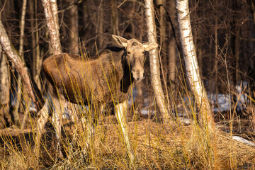 cute elk cow is standing among the thickets of bushes illuminated by the sun in the forest in a clearing with blurred trees background in spring time