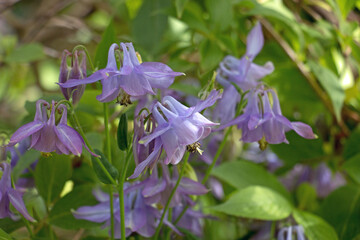 A group of pale purple Common Columbine flowers, Aquilegia vulgaris, Granny’s Bonnets with...