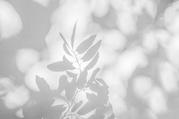 Leaf shadow and light on wall background. Nature tropical leaves tree branch plant shade sunlight on white wall for wallpaper, shadow overlay effect foliage mockup, graphic layout, wallpaper, design