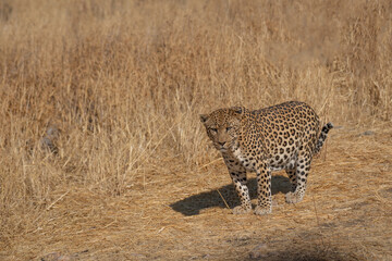 a leopard searching for prey in the grasslands of Namibia's Kalahari Desert