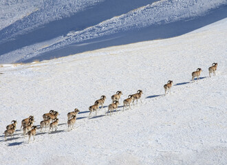 Migration crossing of wild mountain argali on snow-covered slope.