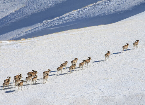 Migration crossing of wild mountain argali on snow-covered slope.