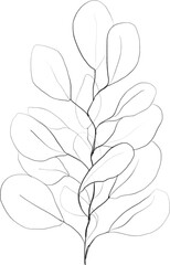 Eucalyptus branch sketch, linear botanical drawing