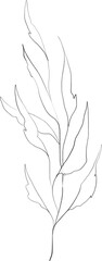 Fototapeta premium Olive branch sketch, linear botanical drawing