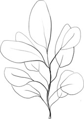 Eucalyptus branch sketch, linear botanical drawing