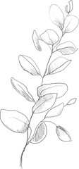 Eucalyptus branch sketch, linear botanical drawing