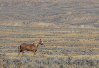 Beautiful Wild Horse in Autumn in the Wyoming Desert