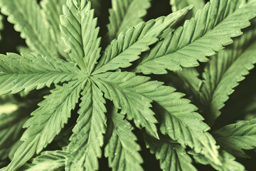 Cannabis marihuana buds plant , medicine, herb, herbal, nature, Generative AI	