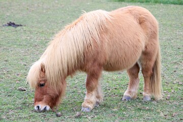 Poney