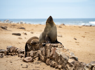 Cape Cross Seal Colony, Namibia