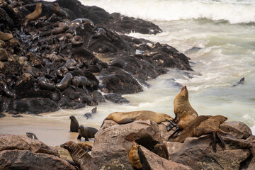 Cape Cross Seal Colony, Namibia