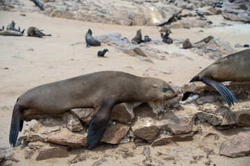 Cape Cross Seal Colony, Namibia