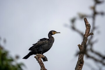 cormorant phalacrocorax carbo  perched in a tree