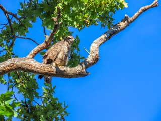 the common buzzard a medium to large bird of prey perched in a tree with blue sky in the background