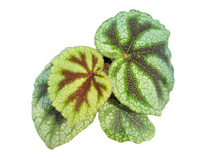 Iron Cross Begonia Plant on white background.