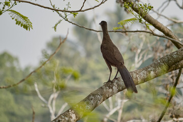 Wild hen perched on a tree branch before taking flight. Selective focus.