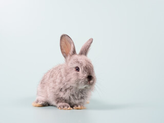 Front view of baby grey rabbit sitting on green pastel background. Lovely action of young rabbit.