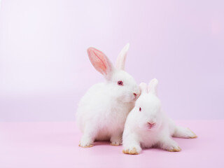 Side view of  two white rabbit sitting on pink background. Lovely action of young rabbit.