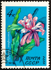 USSR - CIRCA 1971: a stamp printed in USSR shows flowering grab cactus.