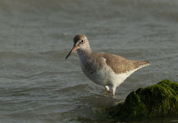 Portrai of a Common Redshank at Eker creek, Bahrain