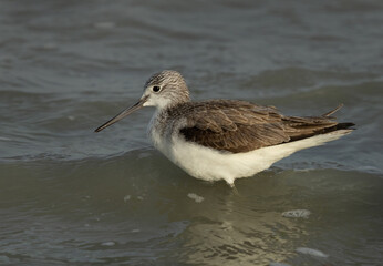 Common Greenshank at Eker creek, Bahrain