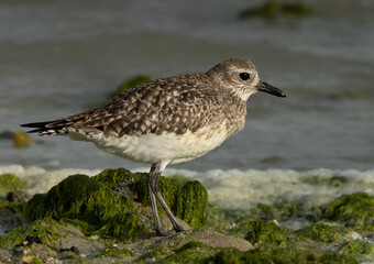 Portrait of a Grey plover at Eker creek of Bahrain