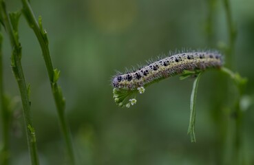 caterpillar on a leaf