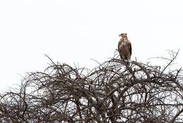 Tawny eagle perched on a tree at Masai Mara, Kenya