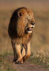 Royal walk of the King of Masai Mara, Kenya